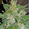 Семена сорта Auto White Widow fem (00 Seeds)