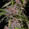Семена сорта Red Purps fem (Female Seeds)