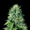 Семена сорта Crystal Queen fem (Vision Seeds)