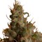 Семена сорта White Widow fem (Royal Queen Seeds)