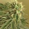 Семена сорта Blue Kripple fem (Dr. Krippling Seeds)