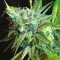 Семена сорта Pineapple Kush fem (Royal Queen Seeds)