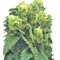 Семена сорта Pre-99 Big Bud fem