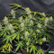 Семена сорта Auto Anubis fem (Pyramid Seeds)