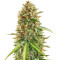 Микс семян конопли Indica Auto Mix fem (Семяныч)