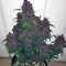 Семена сорта Dark Devil Auto fem (Sweet Seeds)