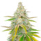 Микс семян конопли Sativa Mix fem (Herbies Seeds)