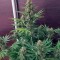Семена сорта Pandora Auto fem (Paradise Seeds)