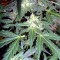 Семена сорта Sweet Mango Auto fem (Green House Seeds)
