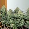 Семена сорта Critical Cheese Autoflowering fem (Dinafem Seeds)