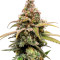 Семена сорта HighCloudZ fem (Green House Seeds)