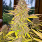 Семена сорта Acid Rain Autoflower (LSD) fem (Easy Grow Seeds)