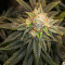 Семена сорта Lord Kush fem (Delicious Seeds)
