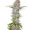 Семена сорта Jock Horror Automatic fem (Nirvana Seeds)
