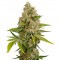 Семена сорта OG Kush Autoflowering fem (Dinafem Seeds)