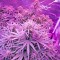 Семена сорта Critical Jack Autoflowering fem (Dinafem Seeds)