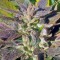 Семена сорта OG Kush (Dinafem Seeds)