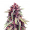 Семена сорта Purple Juice Auto fem (Herbies Seeds)