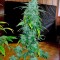 Семена сорта Ganesh reg (Mandala Seeds)