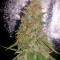 Семена сорта White Widow Automatic fem (Dinafem Seeds)