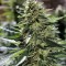 Семена сорта Sour Diesel #2 reg (Humboldt Seeds)