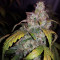 Семена сорта Auto White Widow fem (Pyramid Seeds)