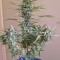 Семена сорта Grand Heft Auto fem (Dr. Krippling Seeds)