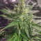 Семена сорта Thunder Bloody Mary Auto fem (Samsara Seeds)