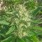 Семена сорта SexBud fem (Female Seeds)