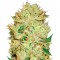 Семена сорта Auto Bigger Bud fem