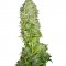 Семена сорта Big Bang fem (Green House Seeds)