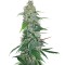 Семена сорта Shiva Skunk reg (Sensi Seeds)