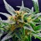 Семена сорта Super Silver fem (Dinafem Seeds)