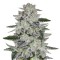 Семена сорта Sweet Valley Kush fem (Green House Seeds)