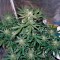 Семена сорта Auto Whiteberry fem (Paradise Seeds)
