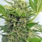 Семена сорта Pineapple Skunk reg (Humboldt Seeds)