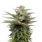 Семена сорта Blue Thai fem (Dinafem Seeds)