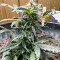 Семена сорта Chem Bomb Auto fem (Humboldt Seed Organization)