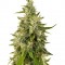 Семена сорта Trainwreck fem (Humboldt Seeds)