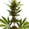 Семена сорта Northern Light fem (Royal Queen Seeds)