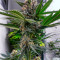 Семена сорта King's Juice (Green House Seeds)