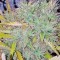Семена сорта Silver Haze fem (Vision Seeds)