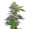 Семена сорта Auto Northern Hog fem