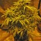 Семена сорта Devotchka Auto fem (Doctor’s Choice)
