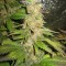 Семена сорта Blue Mystic fem (Royal Queen Seeds)