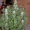 Семена сорта Critical Jack Autoflowering fem (Dinafem Seeds)