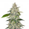 Семена сорта Auto Anubis fem (Pyramid Seeds)