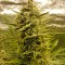 Семена сорта Blue Cheese Autoflowering fem (Dinafem Seeds)