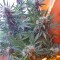 Семена сорта Auto Anesthesia fem (Pyramid Seeds)