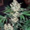 Семена сорта Diesel fem (Dinafem Seeds)